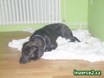 Přenechám za symbolickou cenu - roční doga fenka_2 345103_2.jpg