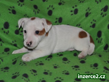 Jack russel terier_2 345739_2.jpg
