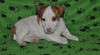 Jack russel terier 345739_t.jpg