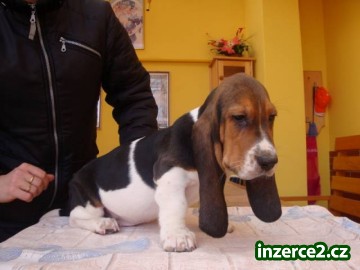 Basset štěňátka_1 346003_1.jpg