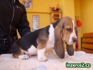 Basset štěňátka_2 346003_2.jpg