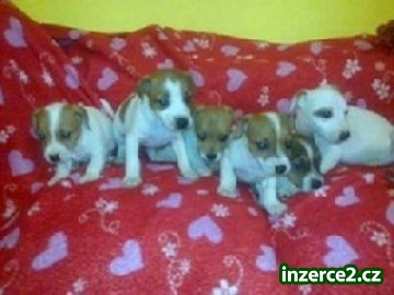 štěnátka jack russell terier_1 346646_1.jpg