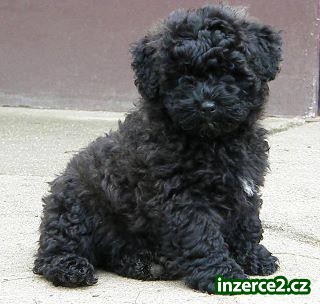 Puli bez pp plemeno s dredama_1 347030_1.jpg
