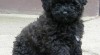 Puli bez pp plemeno s dredama 347030_t.jpg