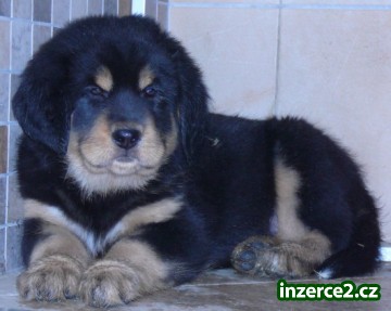 Tibetská doga_1 34725_1.jpg