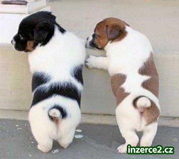 Jack russell teriér štěňata jako dary k dispozici mužů a žen_1 347458_1.jpg