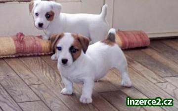 Jack russell teriér štěňata jako dary k dispozici mužů a žen_2 347458_2.jpg