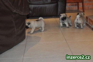 Super roztomilé mops štěně_1 348528_1.jpg