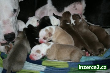 Americky pitbull terier_1 34929_1.jpg