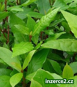 BOBKOVÝ LIST_2 349527_2.jpg