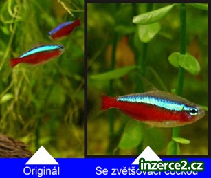 Prodej patentu - ZVĚTŠOVACÍ AKVÁRIUM_1 349530_1.jpg