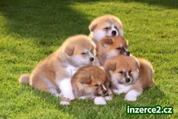 Akita Inu_2 350069_2.jpg
