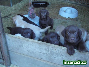 LABRADOR RETRIEVER_1 35046_1.jpg
