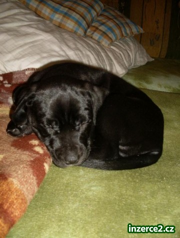 prodam pejska labrador-staford_1 350986_1.jpg