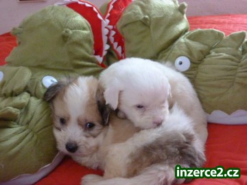 Čistokrevná štěňátka Coton de Tulear bez PP_1 351272_1.jpg
