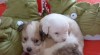 Čistokrevná štěňátka Coton de Tulear bez PP 351272_t.jpg