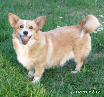 welsh corgi pembroke_1 351711_1.jpg