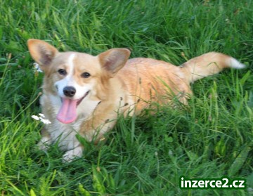 welsh corgi pembroke_2 351711_2.jpg