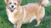 welsh corgi pembroke 351711_t.jpg
