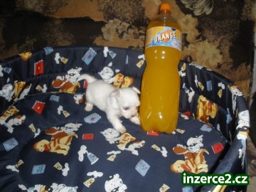 maltezáček_2 353673_2.jpg