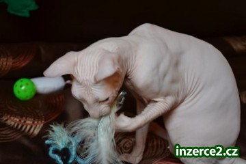 Don sphynx_1 354736_1.jpg