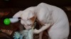 Don sphynx 354736_t.jpg