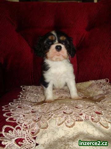 Kavalír King Charles španěl_2 355718_2.jpg