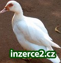 Farma Klokočí (Hranice-Přerov)_1 356904_1.jpg