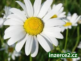 Seriózní práce z domu_1 359260_1.jpg