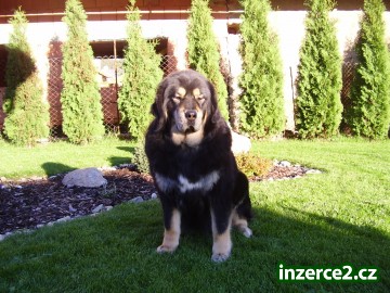 Tibetská doga_1 3604_1.jpg