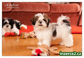 SHIHTZU štěňátka (shi tzu, si cu, Ši-tzu)_1 361030_1.jpg
