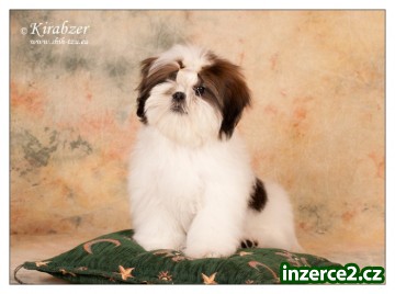 SHIHTZU štěňátka (shi tzu, si cu, Ši-tzu)_2 361030_2.jpg