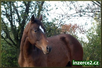Appaloosa s PP_1 36145_1.jpg