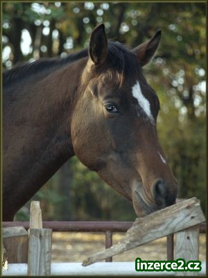 Appaloosa s PP_2 36145_2.jpg