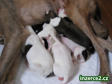 Whippet(vipet)štěňátka prodám_1 361661_1.jpg