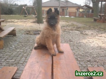 Belgický ovčák tervueren_1 362465_1.jpg