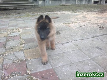 Belgický ovčák tervueren_2 362465_2.jpg