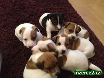 Jack Russel Terier - štěňátka na prodej_1 362992_1.jpg