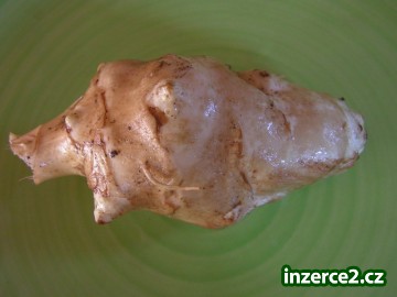TOPINAMBUR - sadba (ideál pro diabetiky)_1 363824_1.jpg