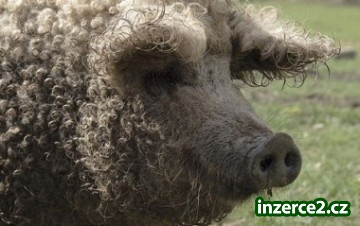 Mangalica - mangalice_1 364575_1.jpg