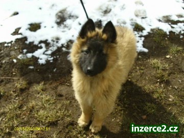 Belgický ovčák tervueren_1 364592_1.jpg