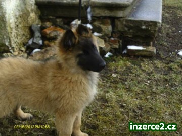Belgický ovčák tervueren_2 364592_2.jpg