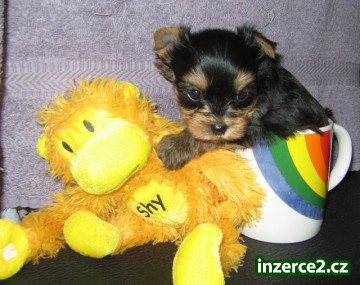Sladká yorkie štěně zdarma přijetí_1 366177_1.jpg