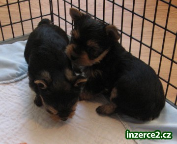 Sladká yorkie štěně zdarma přijetí_2 366177_2.jpg