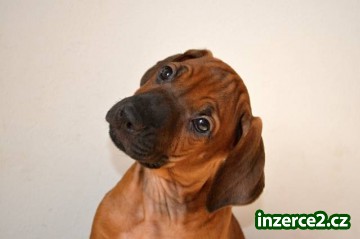 Štěňátka Rhodézského Ridgebacka s PP již k odběru_2 366505_2.jpg