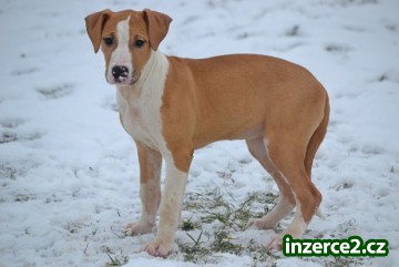 Americký pitbullteriér s PP_1 366546_1.jpg