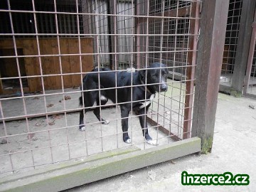 Darujeme asi ročního pejska_2 367434_2.jpg