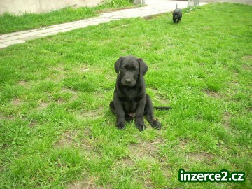 LabraDORSKÝ RETRÍVR_1 36822_1.jpg