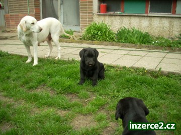 LabraDORSKÝ RETRÍVR_2 36822_2.jpg