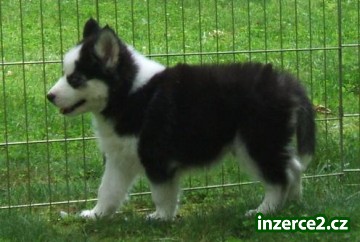 Krásné sibiřské husky štěňata_1 368338_1.jpg